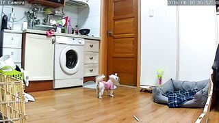 ipcam 모음1 (6)