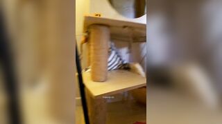 BJ베앙이 dorl102 캣타워 앞 호피팬티녀 korean bj