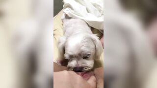 강아지와 오랄섹스하는년 1 (8) 11