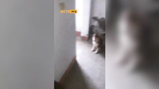 강아지 산책하다가 아파트 복도에서 사까시