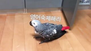 섹스 및 얼공 트위터 자료 모음 korean porn vip 2 (8)