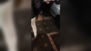 길거리 갈지마오 커플