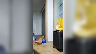 햄이 ★ 인스타라방 61V.20G [총정리.풀팩_40시간] 올노자위 포함 korean porn vip (5)