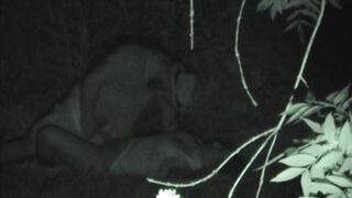 FU10 Night Crawling 287-289 ipcam 3