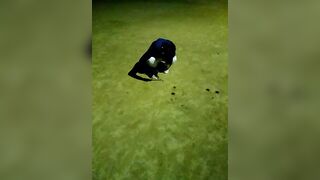 【動画79画像217】かわいくて、優しくて、エロい、理想の素人彼女が流出 jvip 52 2
