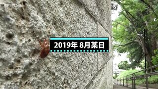 KBI-022 Two Days When Kobe Wife Went To Tokyo, Vaginal Cum Shot Sex... Reducing Mosaic JAV